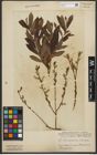 Foto von Salix purpurea L. x Salix silesiaca Willd.